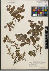 Foto von Salix starkeana Willd.
